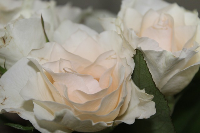 White roses 3431681 640